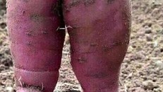 Chiêm ngưỡng củ khoai lang kỳ lạ có hình dáng 'gợi cảm'