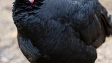 Gặp gỡ chú gà tây sống qua 16 mùa Giáng sinh ở Anh