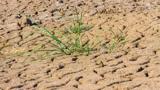 Con người có nguy cơ thiếu hụt lương thực trầm trọng trong tương lai