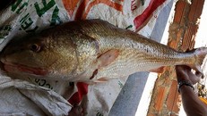 Vì sao cá Sủ vàng có giá hàng tỷ đồng?