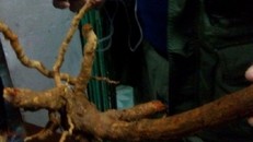 Uống nhầm nước thuốc sắc từ cây ngón, hai người chết