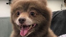 Xôn xao trước hình ảnh loài 'gấu chó' trong 'truyền thuyết'