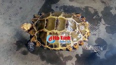 Bắt được rùa vàng quý hiếm giá trăm triệu ở Hà Tĩnh