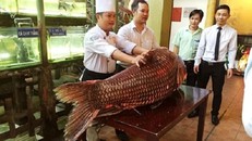 Cá hô đỏ nặng 130kg giá gần nửa tỉ đồng
