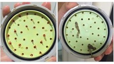 Rợn người khi thấy vật thể lạ rơi từ vòi hoa sen trong nhà trọ