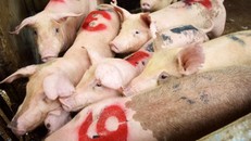 10 loại thực phẩm làm giả ‘siêu thật’ chỉ có thể ở Trung Quốc