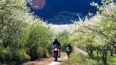Gợi ý 5 điểm ngắm hoa mận đẹp ở vùng Tây Bắc