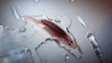 Huyền thoại về loài cá khiến cánh mày râu vô cùng lo lắng