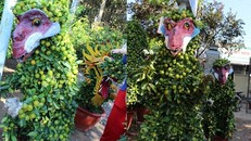 Cháy hàng cây quất hình giống khỉ có một không hai