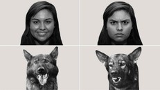 Khoa học chứng minh loài chó có thể hiểu được cảm xúc của con người