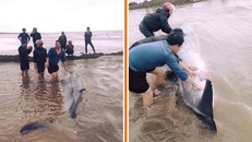 Người dân xúm vào giải cứu cá voi bị mắc cạn ở Nam Định