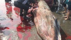 Sự thật vụ CÁ ÔNG bị người dân xẻ thịt khi dạt bờ ở Nam Định