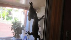 Hãi hùng phát hiện kỳ nhông khổng lồ săn thỏ trong nhà dân