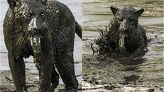 Báo đốm ‘biến dạng’ sau khi lặn ngụp sâu dưới bùn để bắt cá