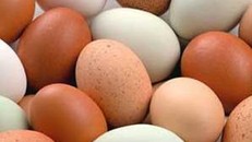 Trứng gà vỏ đỏ hay vỏ trắng tốt hơn?