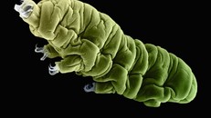 Sinh vật siêu nhỏ hồi sinh sau 3 thập kỷ chôn vùi trong băng giá