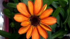 NASA công bố hình ảnh bông hoa đầu tiên nở trên trạm vũ trụ ISS