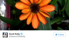 Bông hoa đầu tiên của NASA nở trong không gian