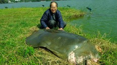 Cụ rùa Hồ Gươm vừa qua đời thọ bao nhiêu tuổi?