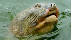 Đề nghị đưa rùa Đồng Mô về Hồ Gươm thay cho 'cụ Rùa' đã chết