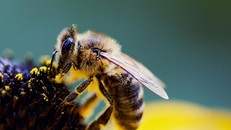 Mẹo vặt chữa côn trùng đốt cực hay