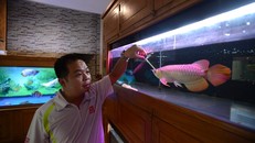 Thú vui săn cá vàng 9999 chục triệu của đại gia