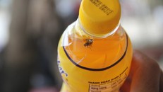 Tiếp tục phát hiện sản phẩm Number One có chứa ruồi của THP