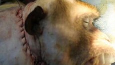 Bác sĩ nổi tiếng Sergio Canavero cấy ghép thành công đầu khỉ