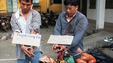 Bình Dương: Thợ hồ mang súng, ớt bột đi trộm chó