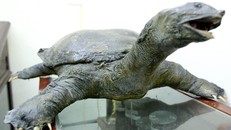 Tiêu bản cụ rùa Hồ Gươm sẽ được xử lý như thế nào?