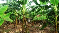 Kỳ án chiếc áo con của vợ rơi trong vườn chuối