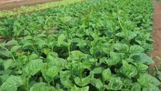 Bài thuốc chữa 9 bệnh hay gặp hiệu quả từ rau mồng tơi 