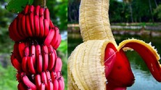 Tác dụng không ngờ của chuối đỏ với sức khỏe