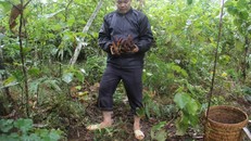 Lương y phố núi và loại trà giải độc gan từ thiên nhiên