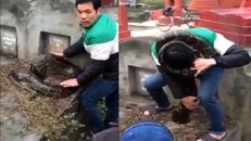 Xôn xao trăn khổng lồ chui vào mộ ở Hưng Yên