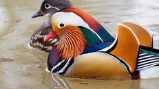 Giới siêu giàu săn lùng hàng đắt đỏ dịp Tết