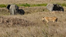 Voi mẹ gầm rú bảo vệ đàn con khỏi chó sói rừng