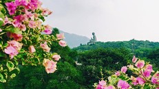 Kinh nghiệm du lịch Hồng Kông 6 ngày 5 đêm chỉ với 15 triệu đồng