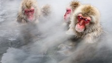 Những ‘bí kíp’ tránh rét cực độc đáo của động vật