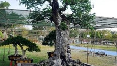 Cận cảnh cặp khế trên 100 tuổi giá hơn 1,2 tỷ đồng ở TP.HCM