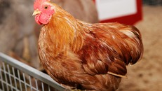 Trung Quốc: Dạy trẻ sinh tồn bằng kỹ năng… cắt tiết gà