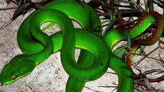 Bé trai 13 tuổi bị rắn lục đuôi đỏ cắn suýt chết