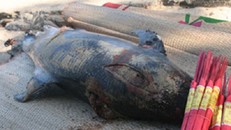 Cá heo 'khủng' 100kg chết dạt vào bờ biển Quảng Ninh
