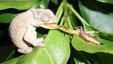 Tốc độ kinh hoàng của loài tắc kè hoa có lưỡi nhanh nhất thế giới