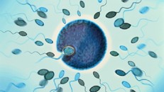 Bất ngờ thú vị về cuộc chiến của những ‘chú’ tinh trùng