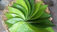 1001 cách chữa bệnh tuyệt hay của lá trầu không