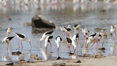 Kỳ lạ hồ sa mạc bỗng dưng đầy nước ở Australia