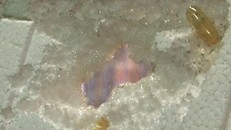 Bộ Y tế: Các loại dầu cá Omega đều 'ăn' xốp