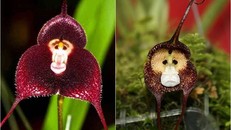 Thích thú ngắm loài hoa lan hiếm có khuôn mặt cực giống khỉ
