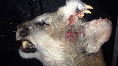 Phát hiện con báo núi kỳ lạ với hàm răng thứ 2 mọc trên trán